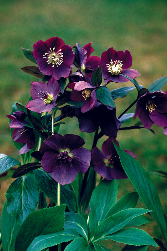 Hellebore orientalis Blue Lady