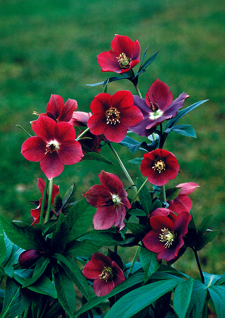 Hellebore orientalis Red Lady