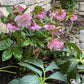 Hellebore North Star™ Pink