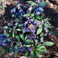 Hellebore Dark and Handsome