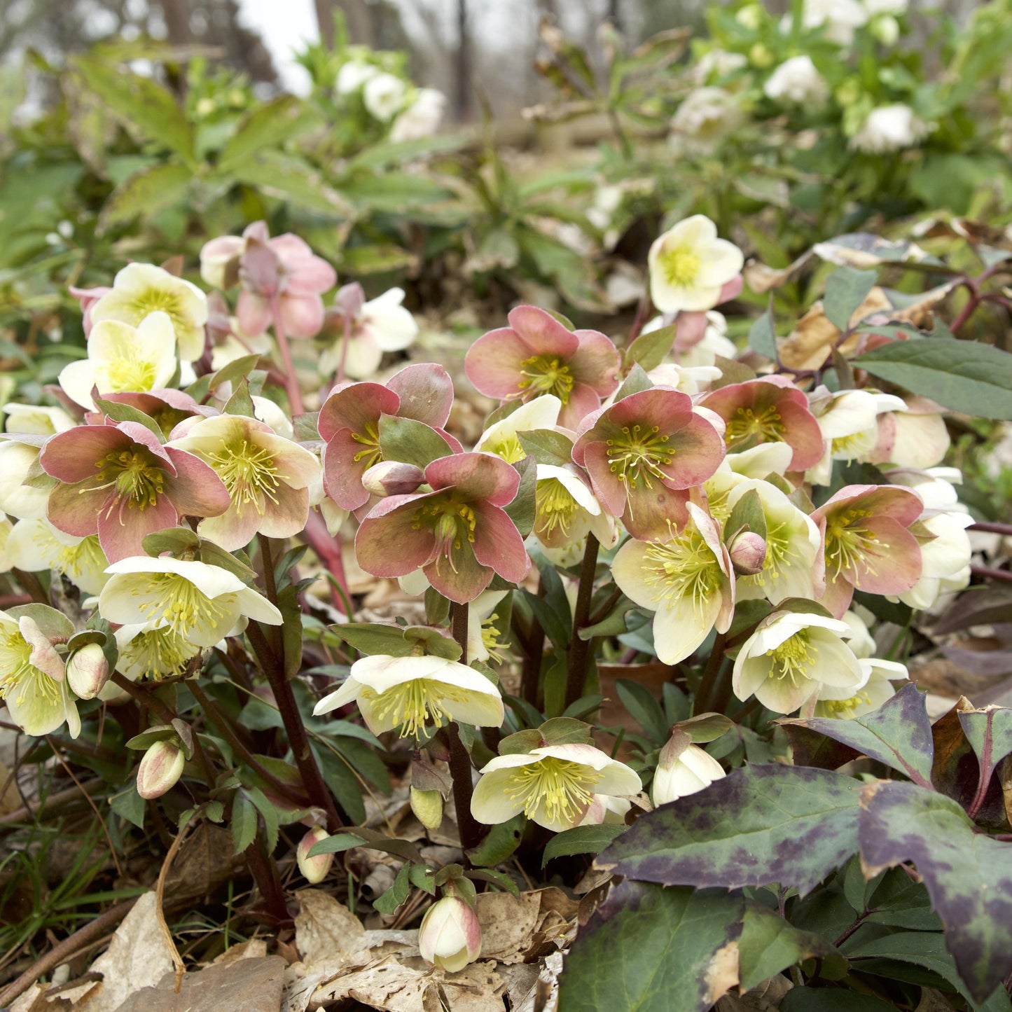 Hellebore Winter Magic™ Candy Love