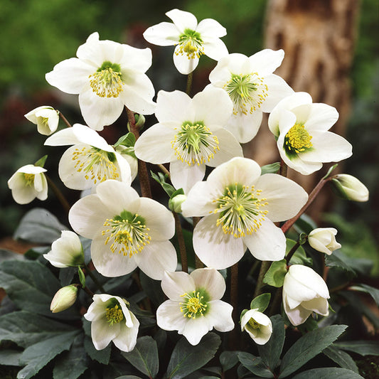 Hellebore Niger