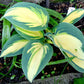 High Society Hosta Plant
