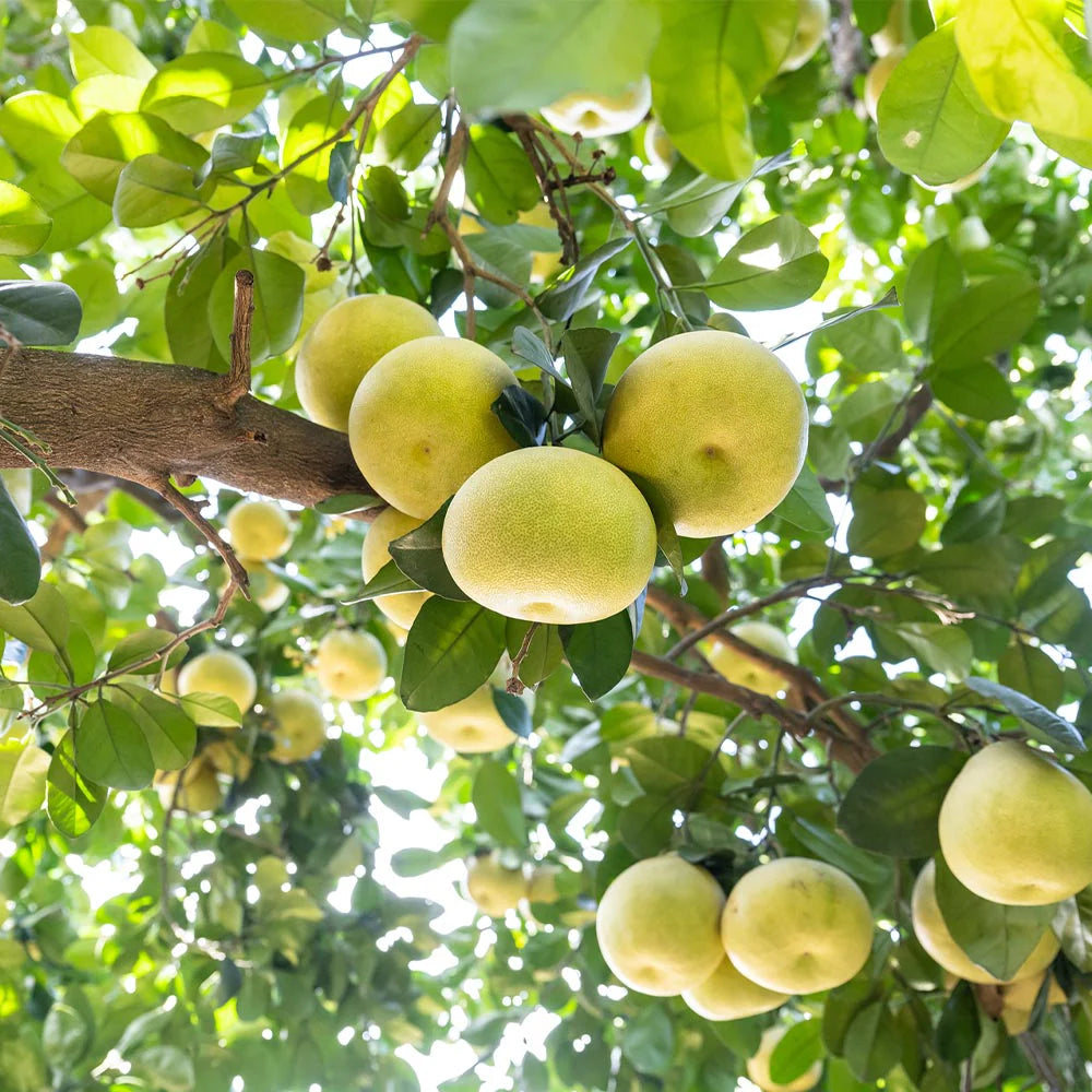 Citrus Trees - Arbres d'Agrumes