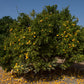 Hiryu Flying Dragon Trifoliate Budwood citrus plant material online shopping