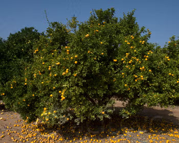 Hiryu Flying Dragon Trifoliate Budwood citrus plant material online shopping