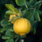 Hiryu Flying Dragon Trifoliate Budwood citrus plant material online shopping
