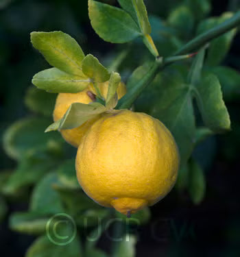 Hiryu Flying Dragon Trifoliate Budwood citrus plant material online shopping