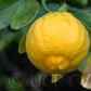 Hiryu Flying Dragon Trifoliate Budwood citrus plant material online shopping