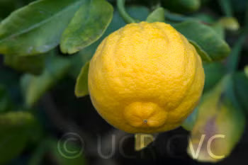 Hiryu Flying Dragon Trifoliate Budwood citrus plant material online shopping