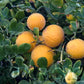 Hiryu Flying Dragon Trifoliate Budwood citrus plant material online shopping