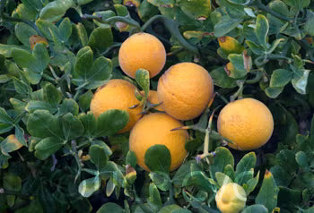 Hiryu Flying Dragon Trifoliate Budwood citrus plant material online shopping
