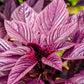 Hopi Red Dye Amaranth Seeds online shopping