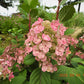 Hydrangea paniculata Little Quick Fire