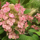 Hydrangea paniculata Little Quick Fire