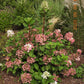 Hydrangea paniculata Phantom