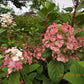 Hydrangea paniculata Phantom