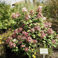 Hydrangea paniculata Little Quick Fire
