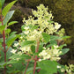 Hydrangea paniculata Little Quick Fire