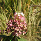 Hydrangea paniculata Little Quick Fire