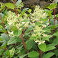 Hydrangea paniculata Little Quick Fire