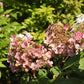 Hydrangea paniculata Phantom