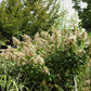 Hydrangea paniculata Interhydia Pink Diamond