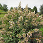 Hydrangea paniculata Interhydia Pink Diamond