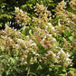 Hydrangea paniculata Interhydia Pink Diamond