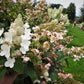 Hydrangea paniculata Interhydia Pink Diamond