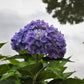 Hydrangea macrophylla All Summer Beauty