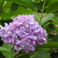 Hydrangea macrophylla All Summer Beauty