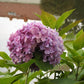 Hydrangea macrophylla All Summer Beauty