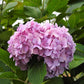 Hydrangea macrophylla All Summer Beauty