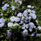 Hydrangea macrophylla All Summer Beauty
