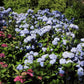 Hydrangea macrophylla All Summer Beauty