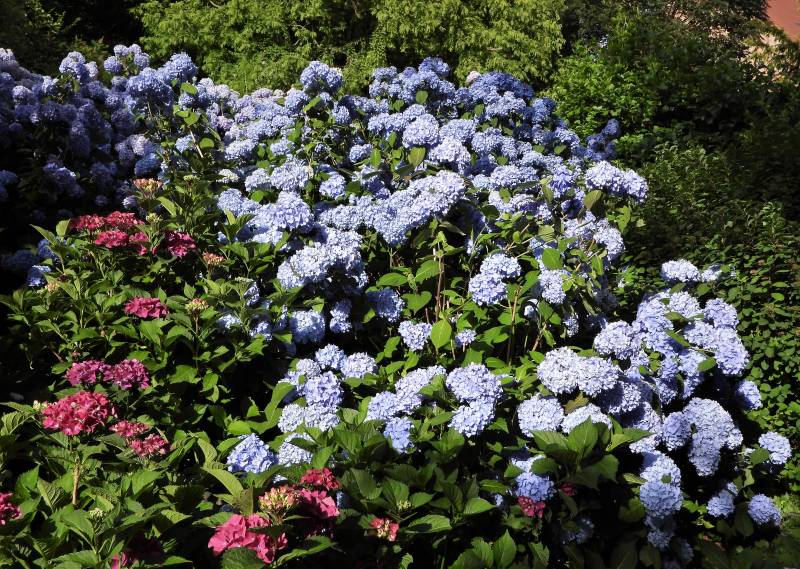 Hydrangea macrophylla All Summer Beauty