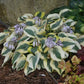Autumn Frost Hosta Plant