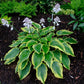 Drop Dead Gorgeous Hosta Plant