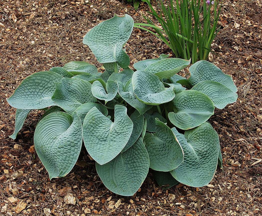 Abiqua Drinking Gourd Hosta Plant