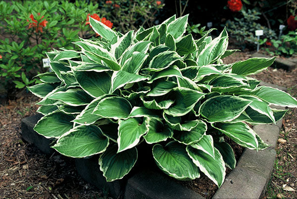 Undulata Albomarginata Hosta Plant