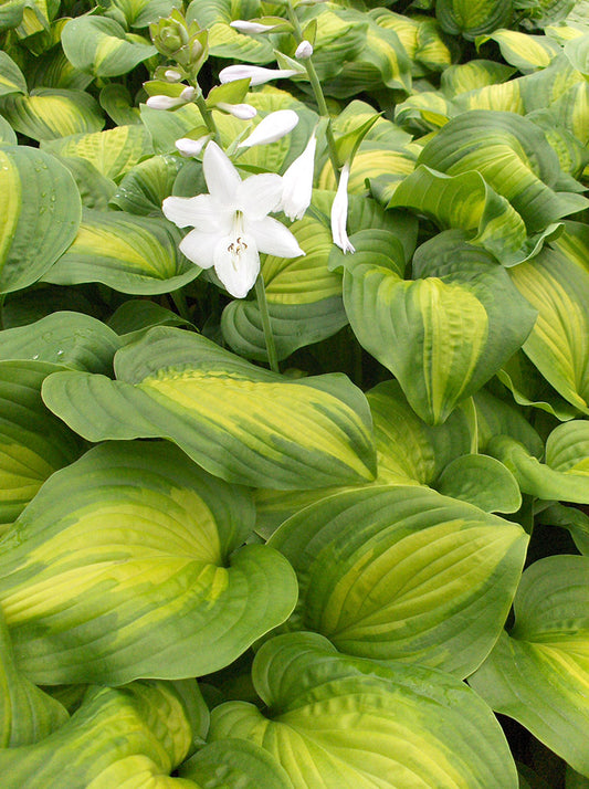 Avocado Hosta Plant