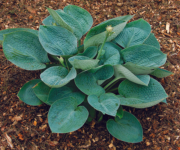 Big Daddy Hosta Plant