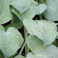 Blue Angel Hosta Plant