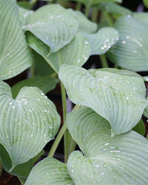 Blue Angel Hosta Plant