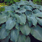 Blue Angel Hosta Plant