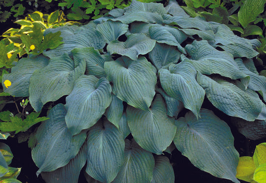 Blue Angel Hosta Plant