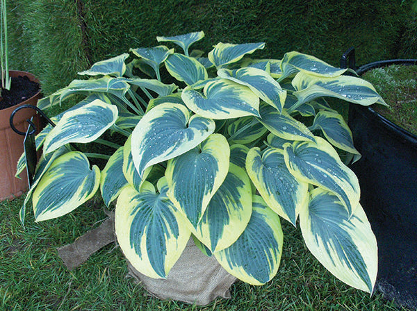 Blue Ivory Hosta Plant