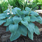 Blue Mammoth Hosta Plant