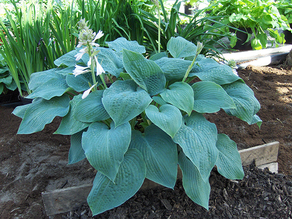 Blue Mammoth Hosta Plant